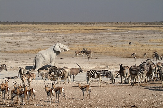 动物,公园,纳米比亚