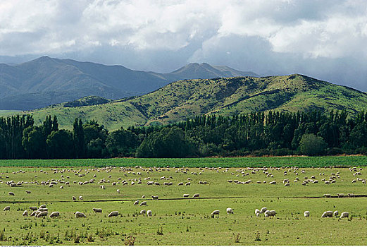 羊群,南岛,新西兰