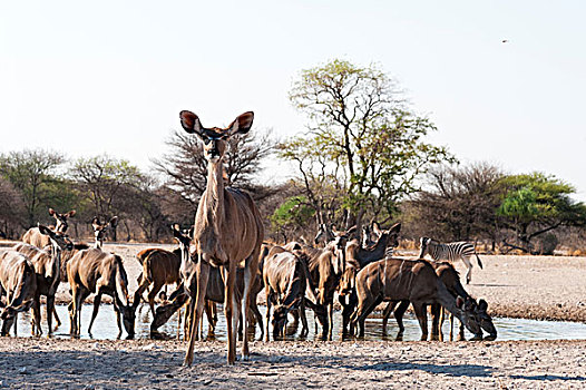 大捻角羚,水潭,卡拉哈里沙漠,博茨瓦纳,非洲