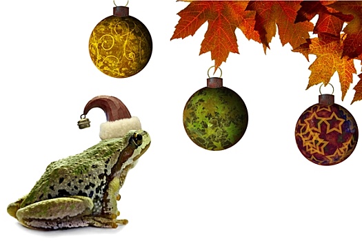 圣诞树,青蛙,坐,红枫,叶子
