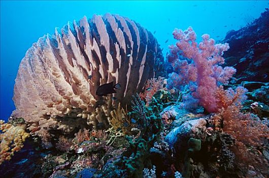 软珊瑚,雀鲷,脚,深,所罗门群岛