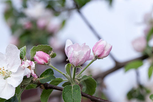 粉色,苹果花,五月