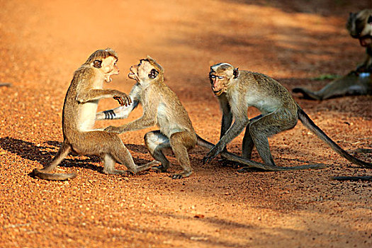 无边帽,短尾猿,弥猴属,成年,群,争斗,国家公园,斯里兰卡,亚洲