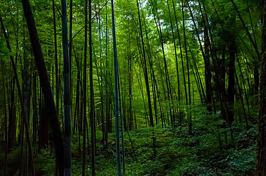 国家森林里清新翠绿的竹林