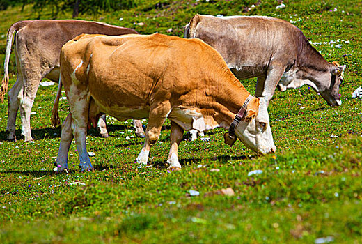 阿尔卑斯山,风景,母牛,草场