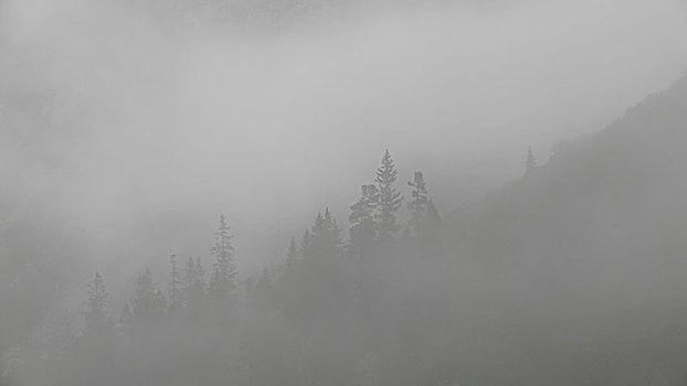 剪影,针叶树,浓厚,雾,上巴伐利亚