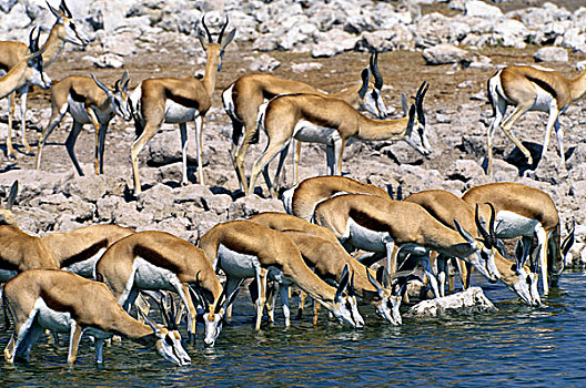 纳米比亚,埃托沙国家公园,跳羚,喝,水潭