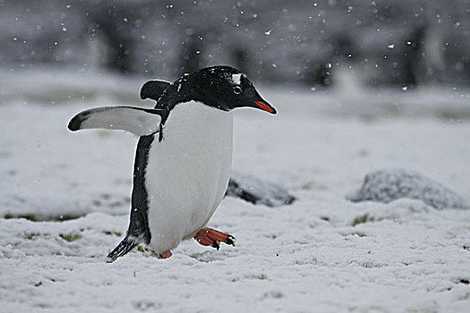 巴布亚企鹅,走,雪中,风暴,岛屿,南极