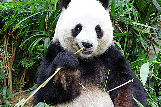 熊猫,吃