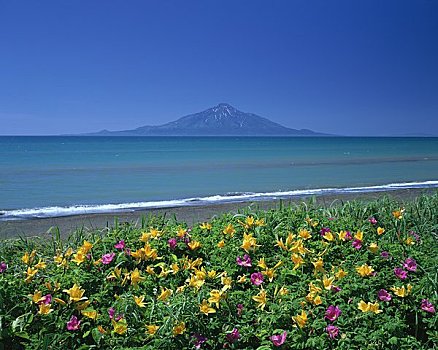 花园,荒野,山