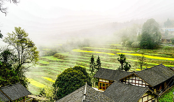 重庆酉阳,小雨晨雾满山涧,金波道道秀梯田