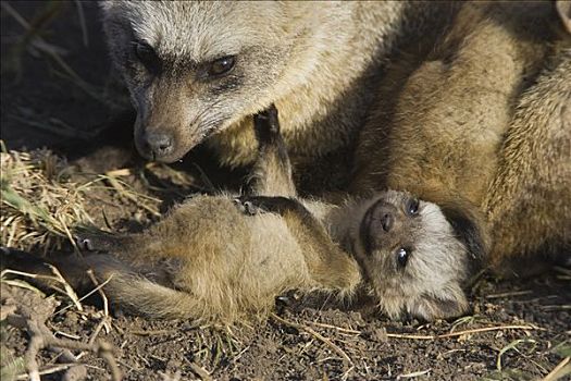 大耳狐,四个,星期,老,幼仔,马赛马拉国家保护区,肯尼亚