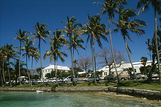 停放,靠近,棕榈树,海滩,百慕大