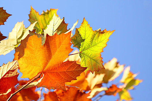 秋季里阳光下美丽多彩的梧桐树叶