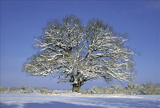 插画,四季,积雪,树,地点,冬天