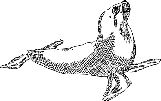 海狮