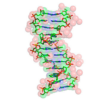 基因,分子