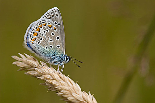 普通,蓝色,蓝灰蝶,荷兰