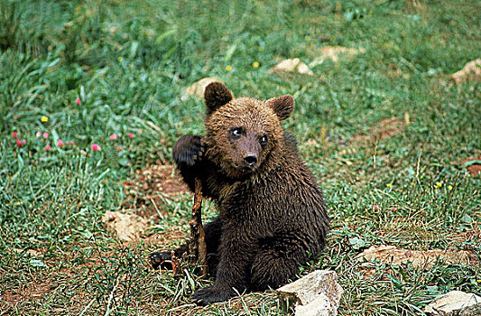 棕熊,幼兽,玩,块,木