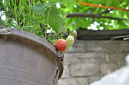 草莓,植物,观赏植物,夏季,水果,盆栽