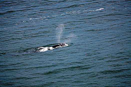 南露脊鲸,海洋,靠近,南非