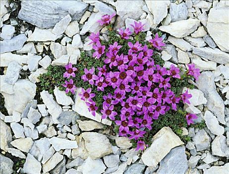 紫色,虎耳草属植物,盛开,阿尔卑斯山,瑞士,欧洲