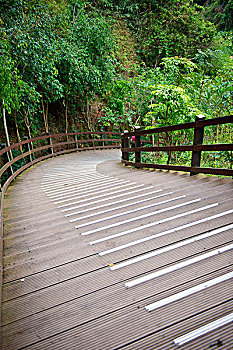 云南省西双版纳野象谷热带雨林景区