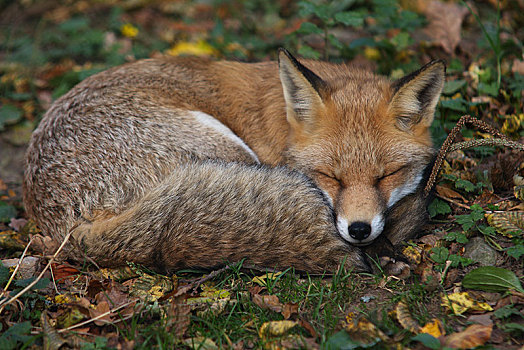 红狐,狐属,休息,藻厄兰,森林,北莱茵威斯特伐利亚,德国,欧洲