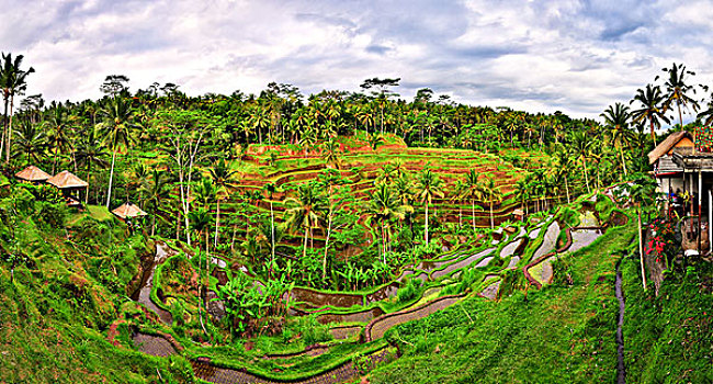 巴厘岛,绿色,稻田,梯田,全景