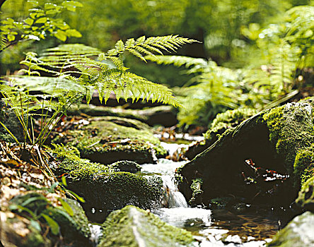 树林,溪流,植被,苔藓,蕨类