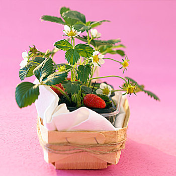 小,草莓植物