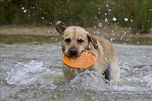 拉布拉多犬,飞盘,水中