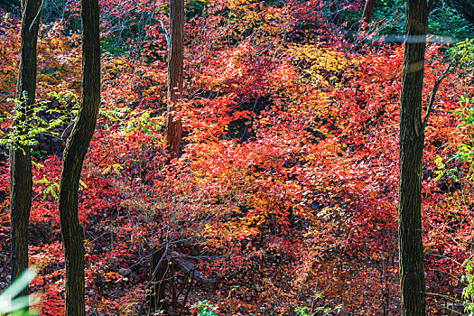 北方秋天漫山红遍的山坡,山东省青州市天赐山