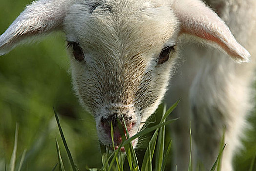 绵羊,羊羔,草地,草,特写,吃