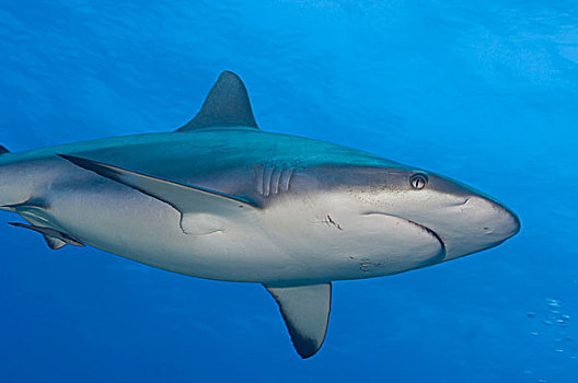 灰礁鲨,巴布亚新几内亚