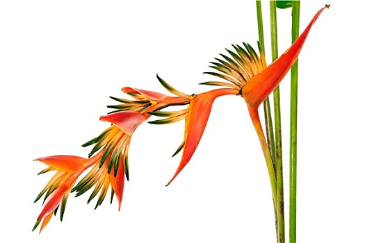 热带花卉,鹤望兰,隔绝,白色背景,背景