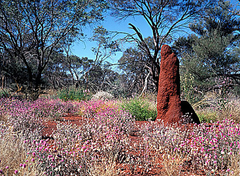 红色,蚁丘,高,野花,西澳大利亚