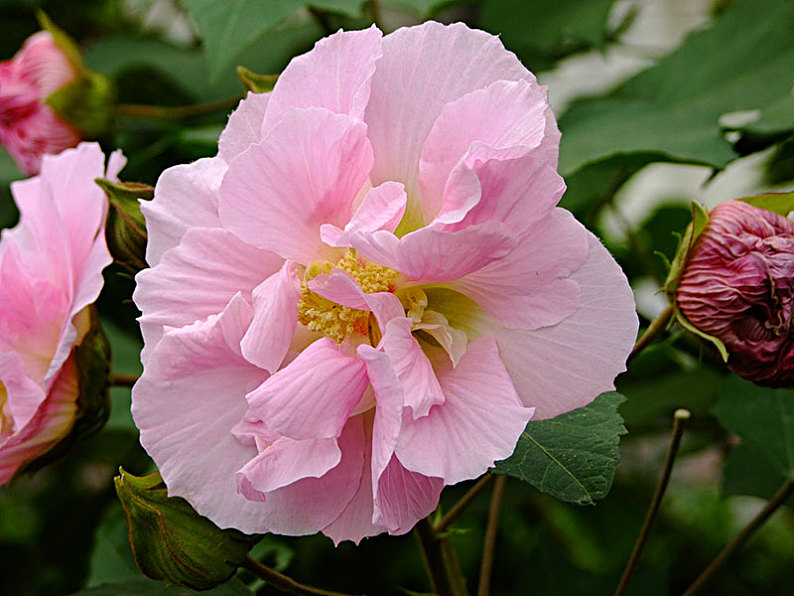 芙蓉花图片_芙蓉花高清图片_全景视觉