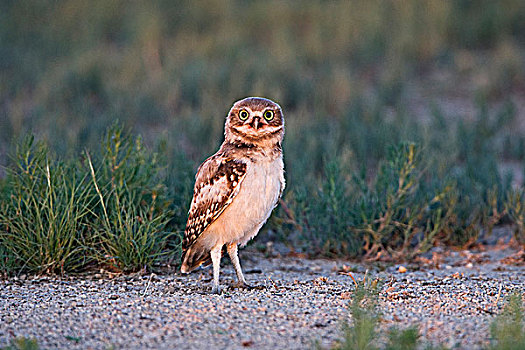 穴鸮,普韦布洛,西部,科罗拉多