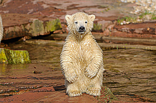 幼兽,北极熊