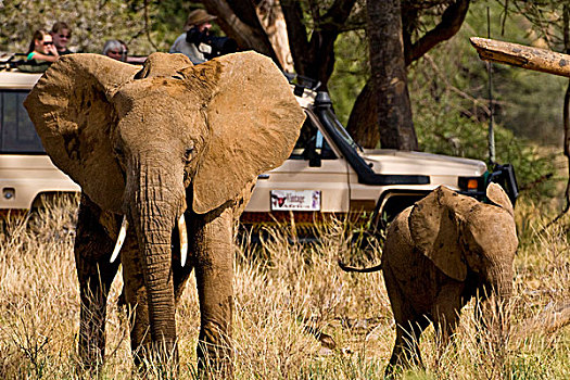 非洲,肯尼亚,摄影师,旅行队,大象