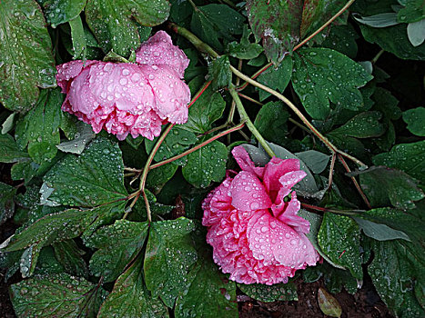 雨中牡丹