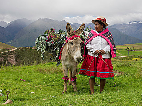 盖丘亚族,女人,装饰,驴