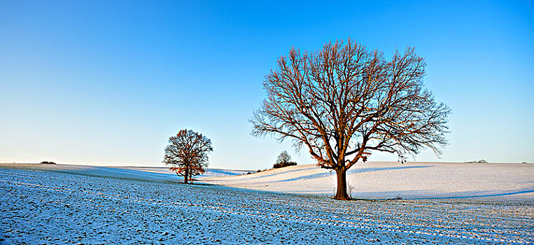 孤单,橡树,冬天,雪地,萨克森安哈尔特,德国,欧洲