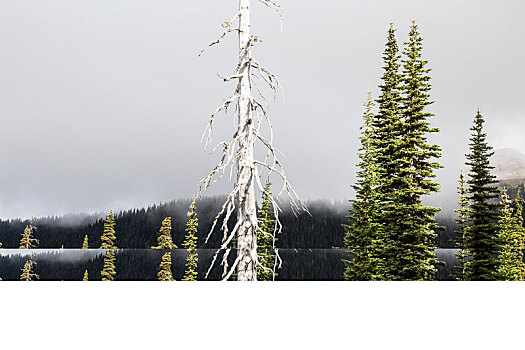 加拿大,不列颠哥伦比亚省,省立公园,全景,树林,枯木