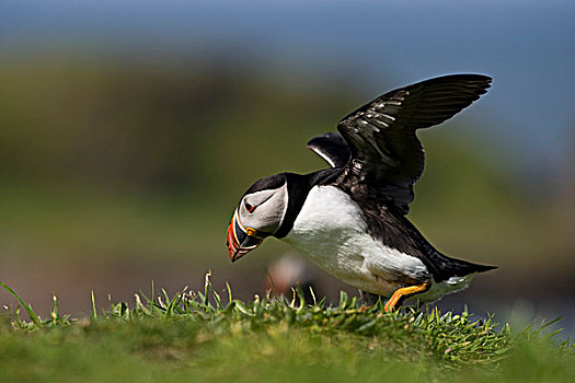 大西洋角嘴海雀,北极,振翅,岛屿,苏格兰,英国,欧洲