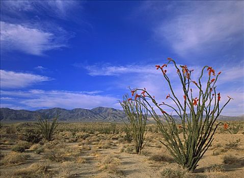 墨西哥刺木,山峦,安萨玻里哥沙漠州立公园,加利福尼亚