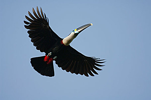 巨嘴鸟,飞,厄瓜多尔