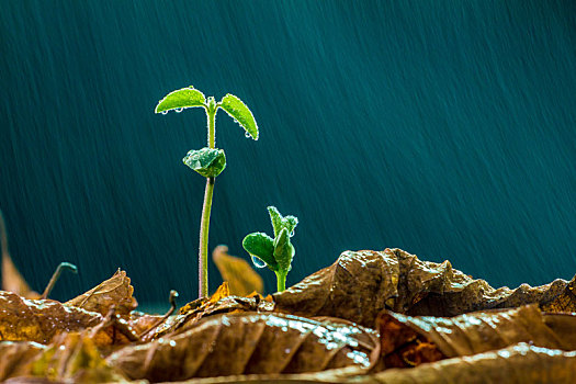 春雨中的幼苗