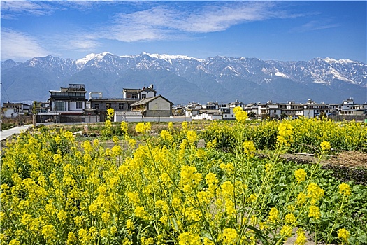 云南大理苍山下油菜花海